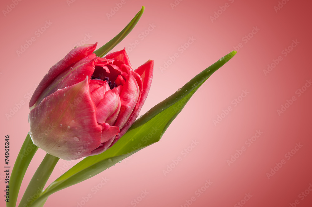 Tulpe Nahaufnahme rot