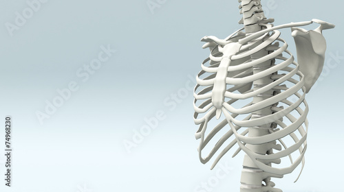 Struttura scheletrica umana photo