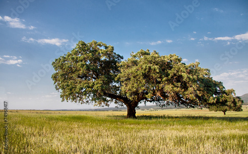 Dehesa landscape photo