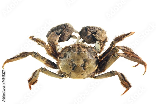 Chinese mitten crab Eriocheir sinensis isolated on white