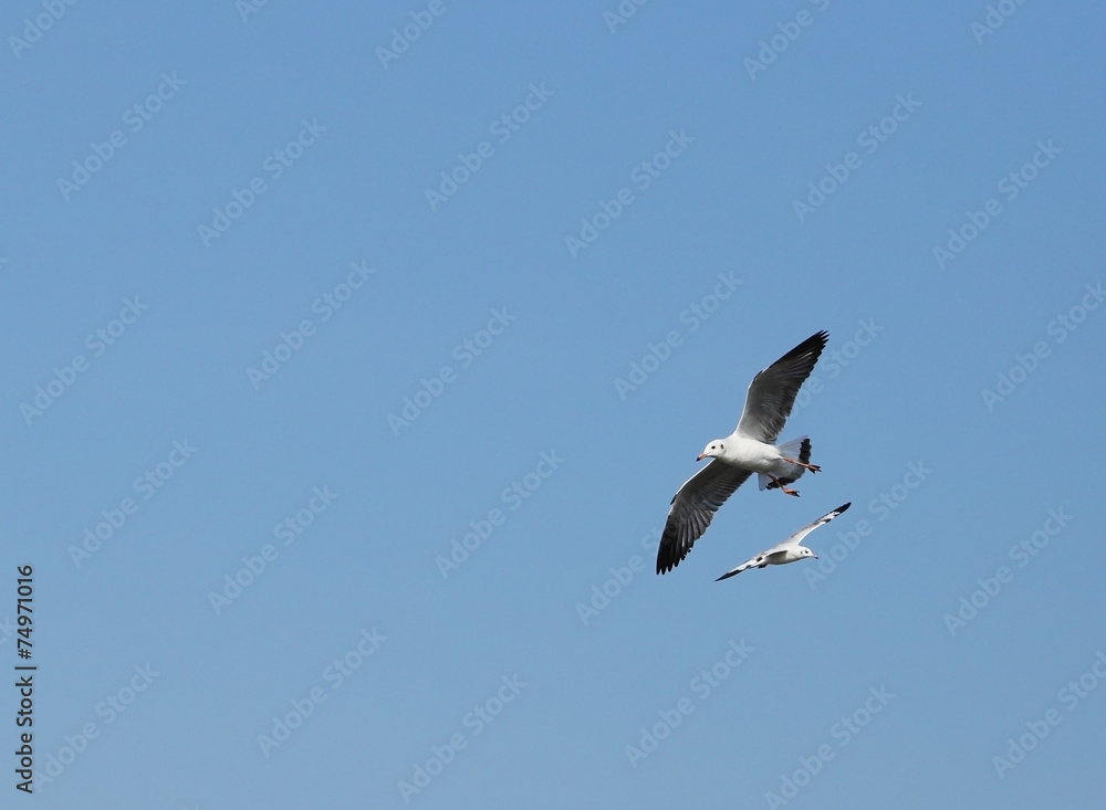 Seagull flying under the sky at Bang Pu beach Seagull flying under the sky at Bang Pu beach