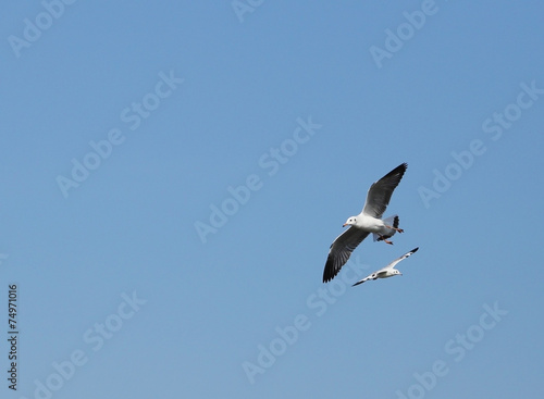 Seagull flying under the sky at Bang Pu beach