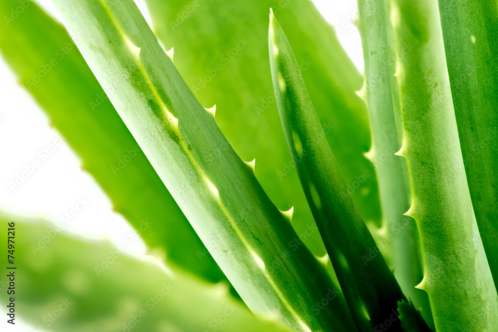 Obraz premium Macro background of freshly growing aloe vera plant
