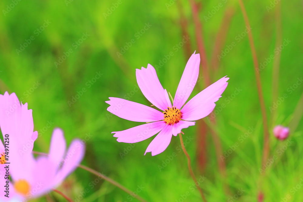 The atmosphere in a beautiful garden with flowers. The atmosphere in a beautiful garden with flowers.