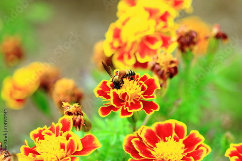 Bee sucking nectar from flowers.