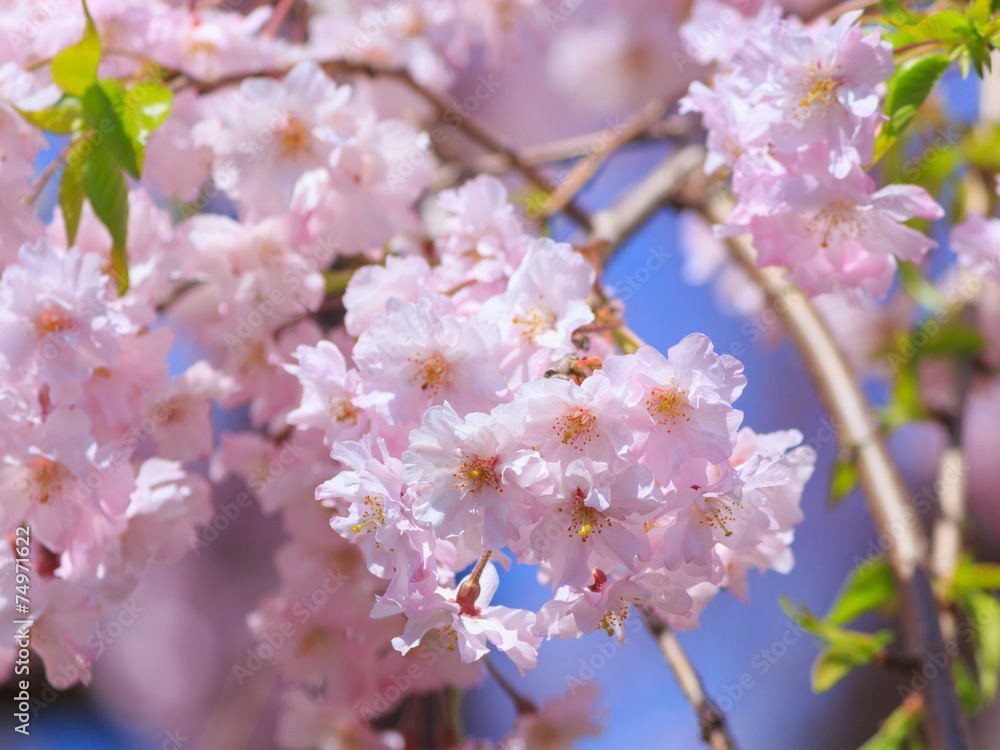 Cherry blossoms Cherry blossoms
