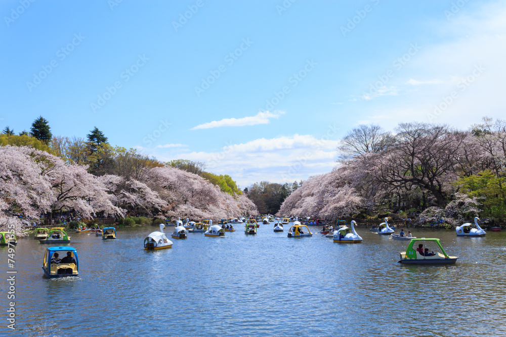 Obraz premium Cherry blossoms at the Inokashira Park in Tokyo