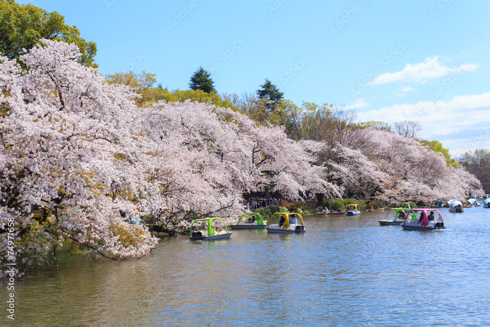 Fototapeta premium Cherry blossoms at the Inokashira Park in Tokyo