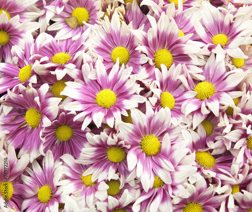 Colorful flower background