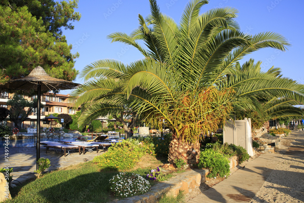 Palm trees on the site of Anthemus Sea Beach Hotel.