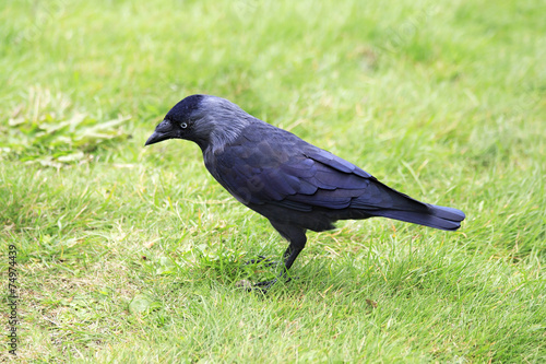 Photography Western jackdaw.