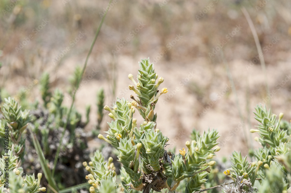 Flowers and leaves of Crucianella maritima