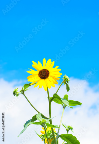 Blue sky and white clouds in Summer