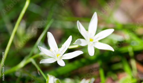 White spring starflower, Ipheion uniflorum