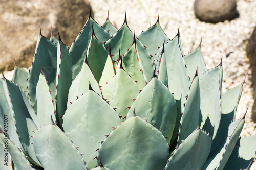 Agave parryi var. huachucensis, Laksmi, Asparagaceae, Mexico