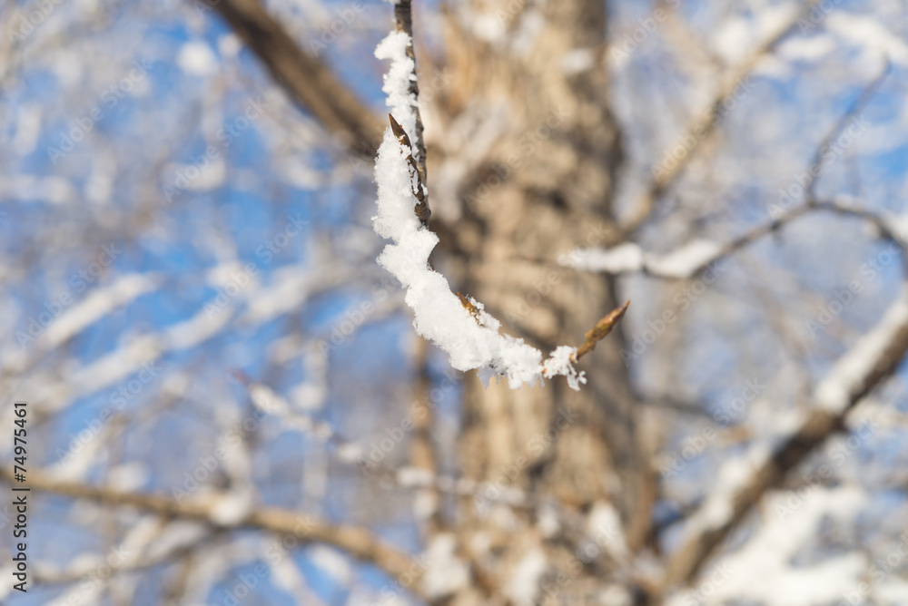 tree branch