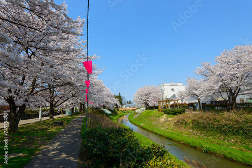 Cherry blossoms in the city of Joetsu in Niigata, Japan photo