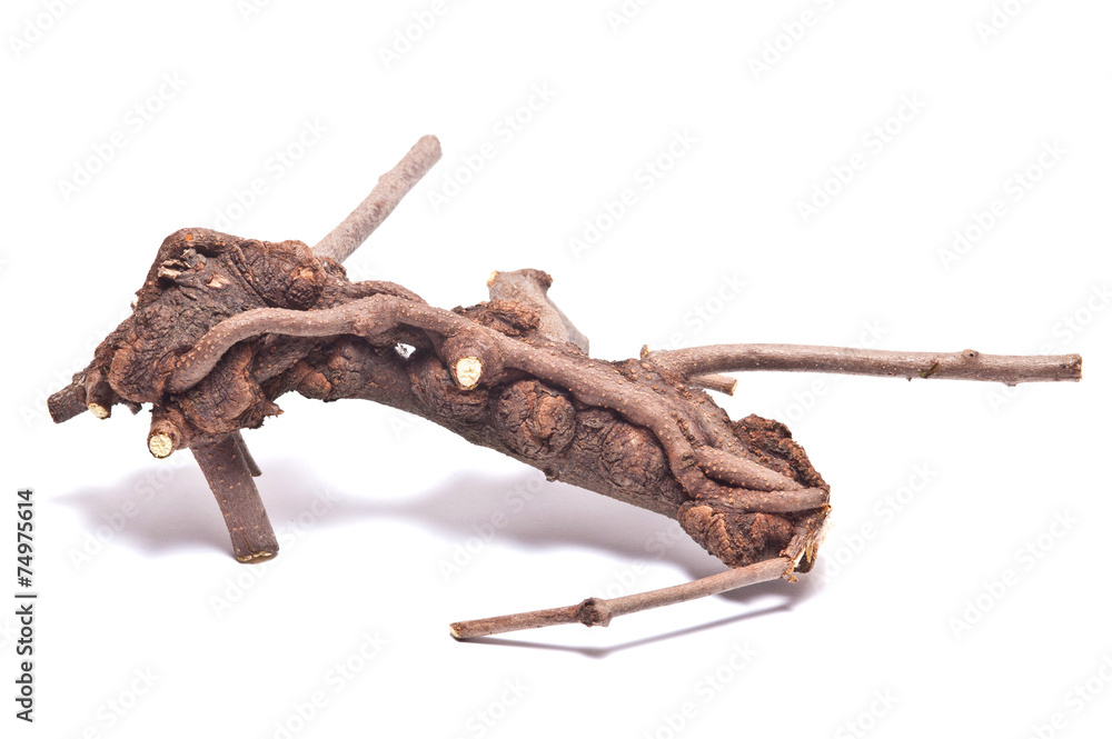 Fototapeta premium dry branch on white background