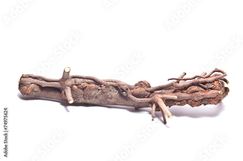 dry branch on white background