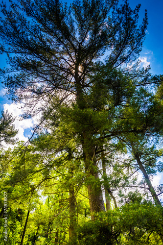 Pine trees at Loch Raven Reservoir in Baltimore  Maryland.