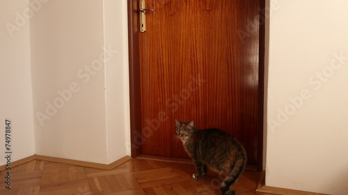My cat can open the doors by jumping on the door handle.