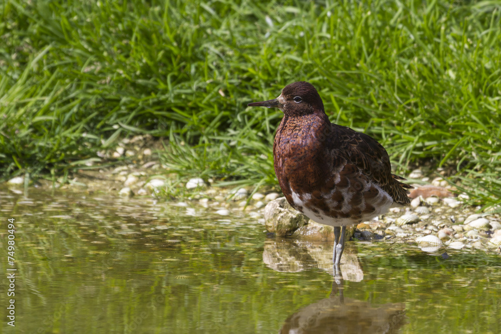 Fototapeta premium Ruff (Philomachus pugnax)