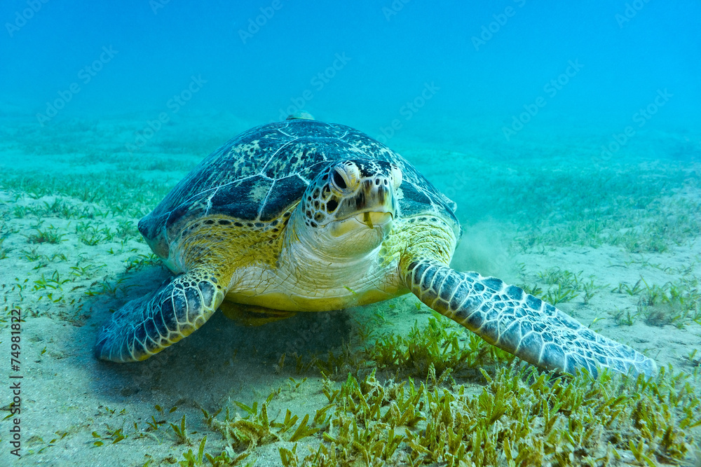 Sea turtle
