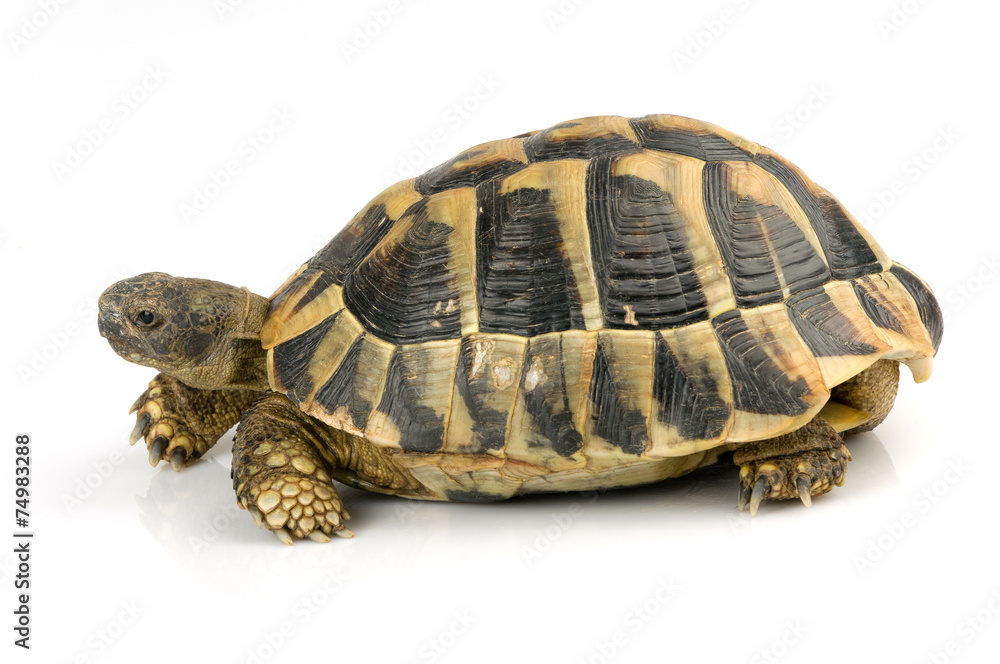 Fototapeta premium Tortoise on white