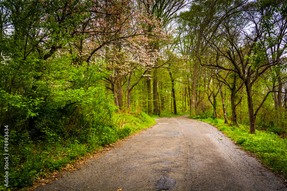 Fototapeta premium Spring color along a road through a forest in Lancaster County C
