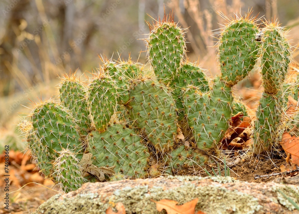 Prickly Pear Cactus Prickly Pear Cactus