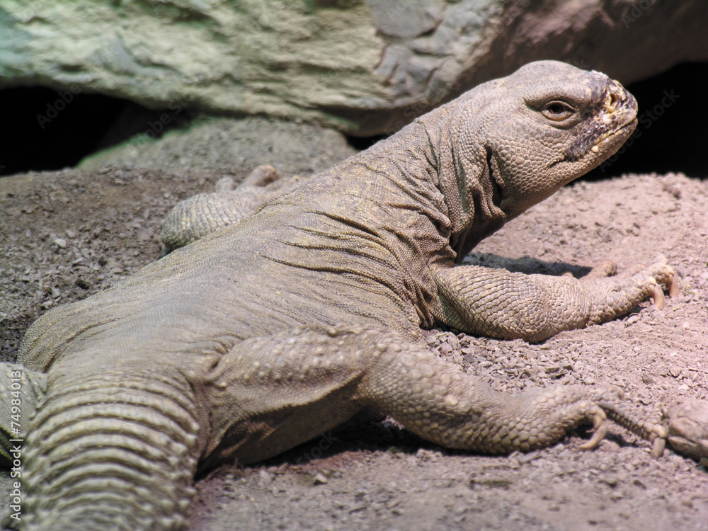 Fototapeta premium Egyptian spiny-tailed lizard