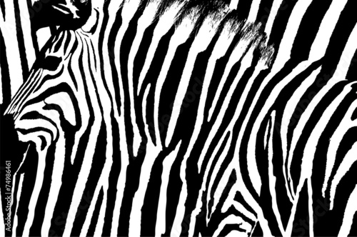 Graphic abstract design of a zebra