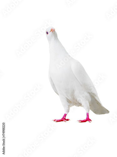 white pigeon bird isolated on white