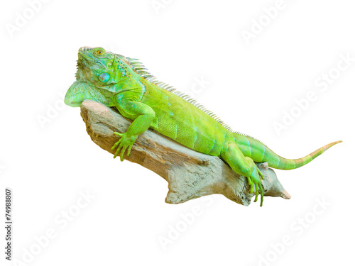 green iguana lizard isolated on white