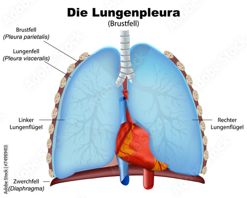 lungenpleura, pleura der lunge vektor illustration photo
