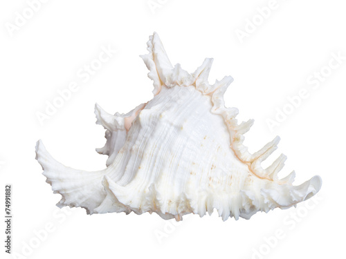 white seashell isolated on white