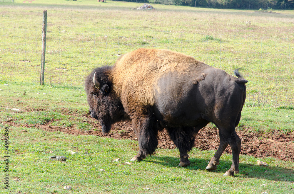 Bison Bison