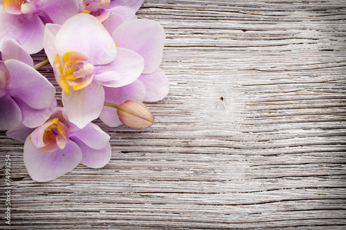 Fototapeta Naklejka Na Ścianę i Meble -  Orchid.