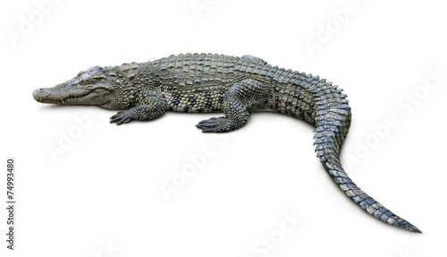 Print op canvas Crocodile