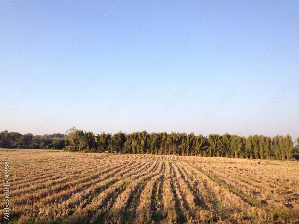 after harvesting