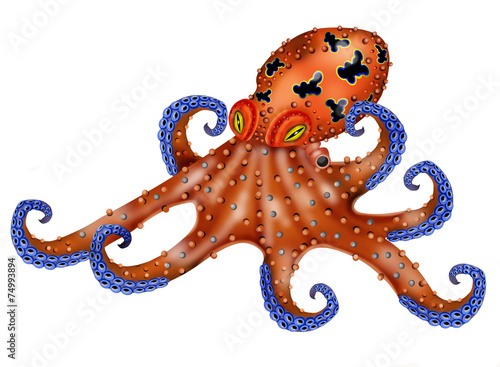 octopus white background