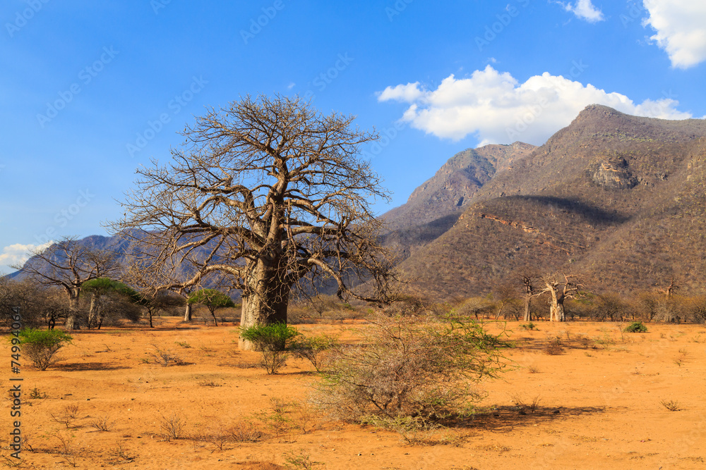 Baobab trees in a valley in Tanzania