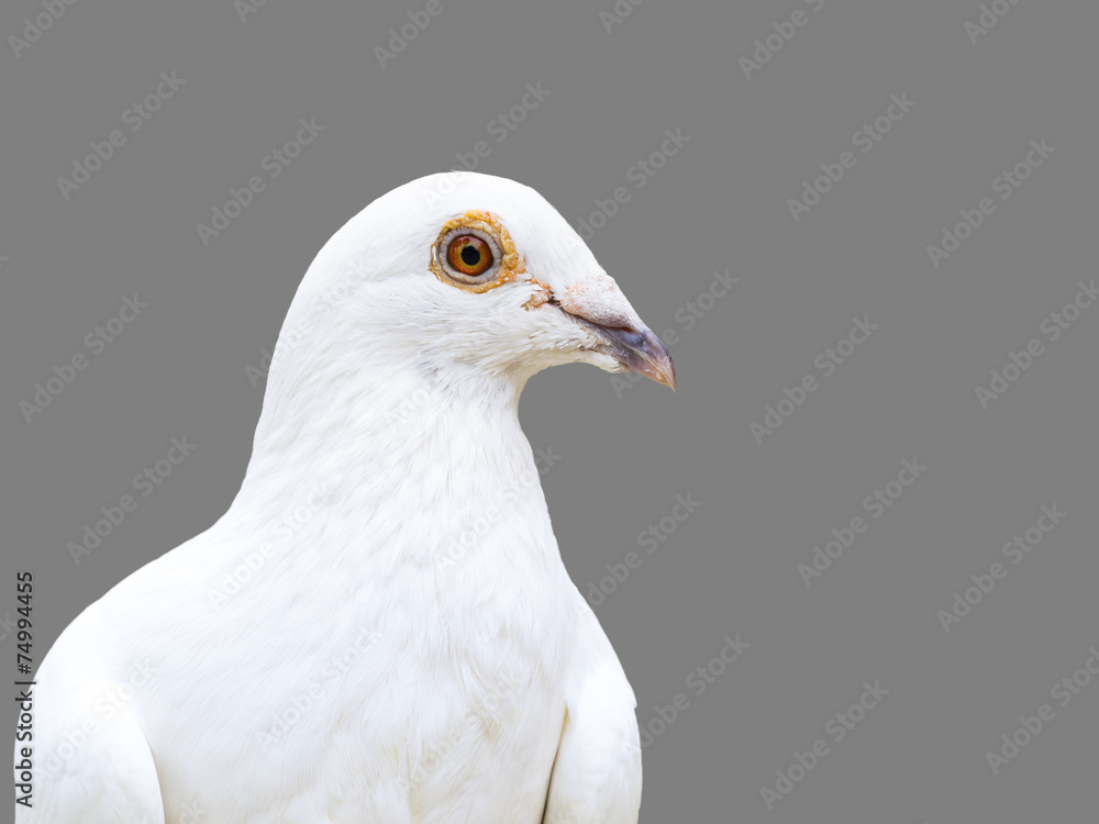 Fototapeta premium white dove bird isolated on 50 percent gray