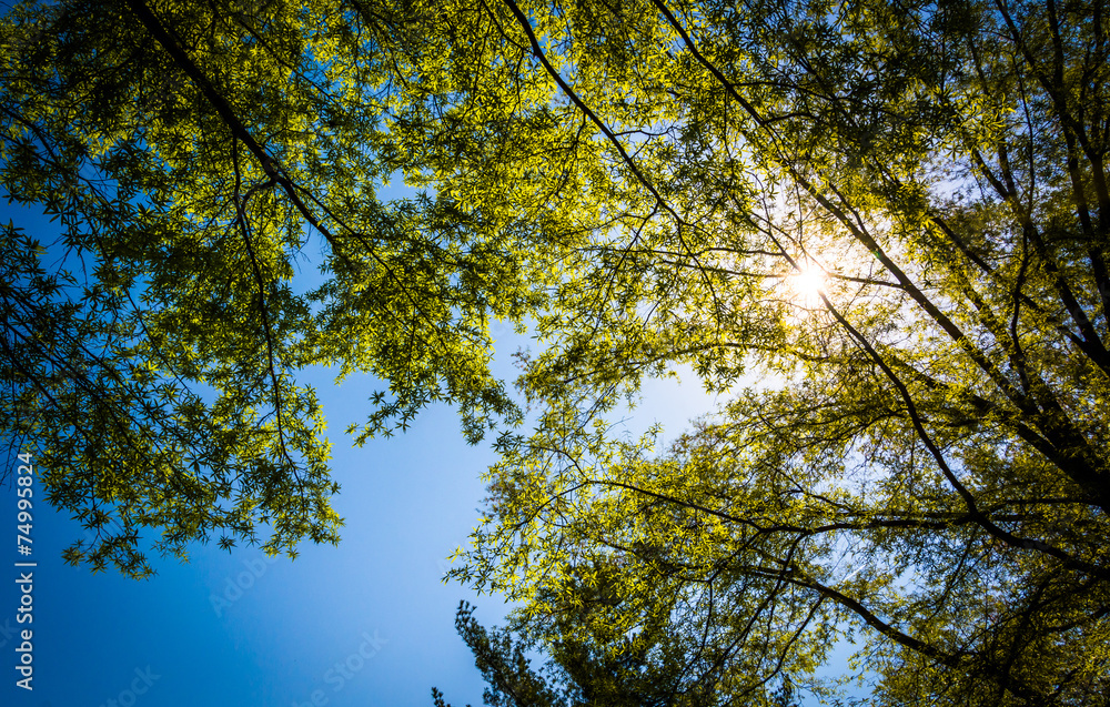 The sun shining through trees at Monticello, Virginia. The sun shining through trees at Monticello, Virginia.