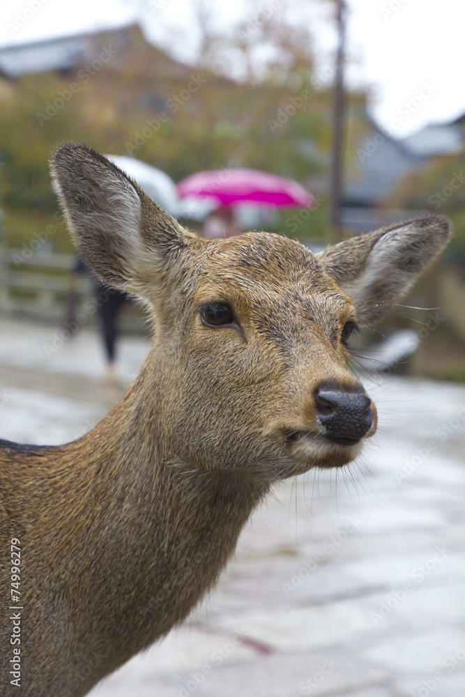 Deer portrait Deer portrait