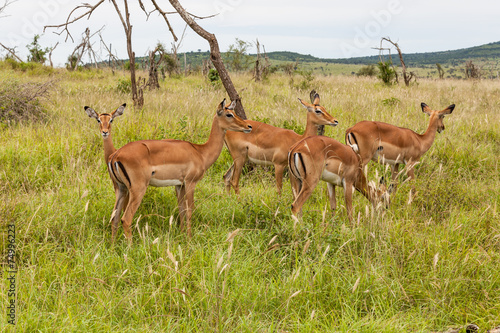 Impala Antilopen © jarek106