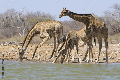 Fototapeta Naklejka Na Ścianę i Meble -  Giraffe am Wasserloch, Etoscha, Namibia, Afrika