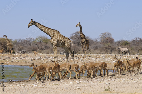 Giraffe mit Impalaherde, am Wasserloch, Etoscha, Namibia, Afrika