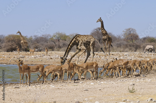 Giraffe mit Impalaherde, am Wasserloch, Etoscha, Namibia, Afrika