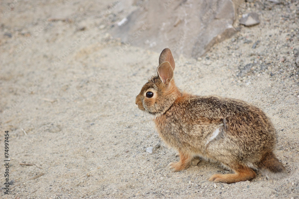 Cottontail Rabbit Cottontail Rabbit
